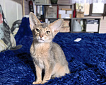 Кошки в других городах Московской области: Мальчишка в благородном голубом окрасе Мальчик, 75 000 руб. - фото 6