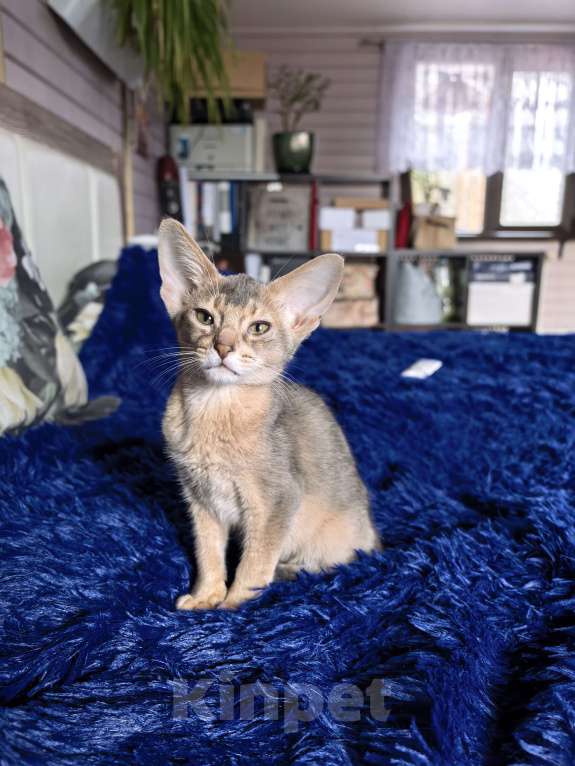 Кошки в других городах Московской области: Мальчишка в благородном голубом окрасе Мальчик, 75 000 руб. - фото 6