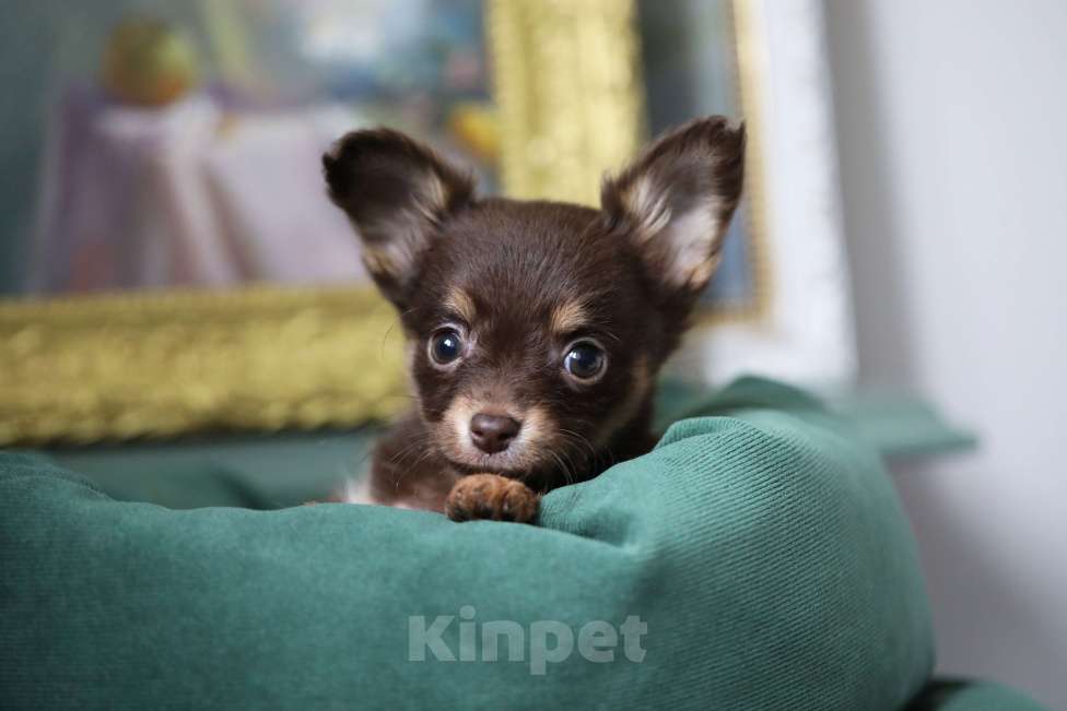 Собаки в Москве: мимишный пушистик Мальчик, 50 000 руб. - фото 1