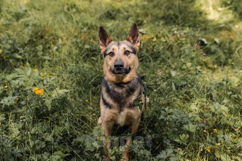Собаки в Москве: Овчарка Джефф в добрые руки Мальчик, Бесплатно - фото 4
