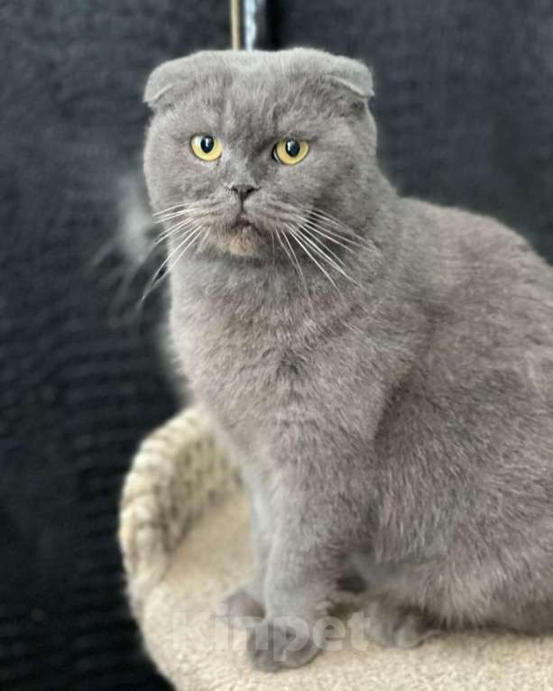 Кошки в Москве: Шотландскую вислоухую кошечку выбросили 🆘️ Срочный поиск дома Девочка, Бесплатно - фото 2