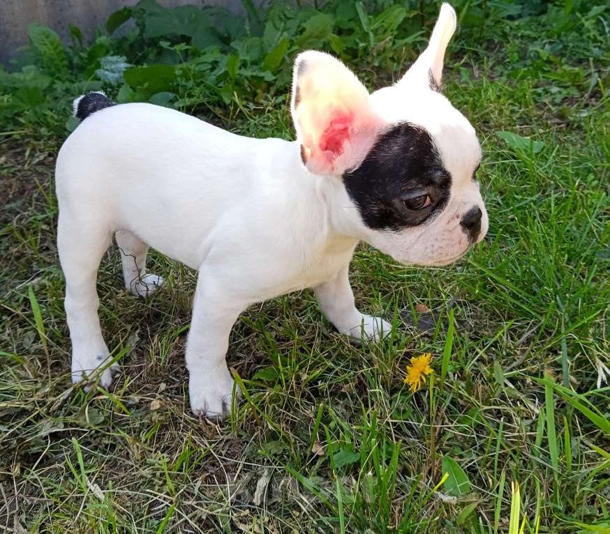 Собаки в других городах Самарской области:  Французский бульдог щенок Девочка, 30 000 руб. - фото 2