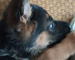 Собаки в Первоуральске: Продам щенка немецкой овчарки Девочка, 9 000 руб. - фото 2