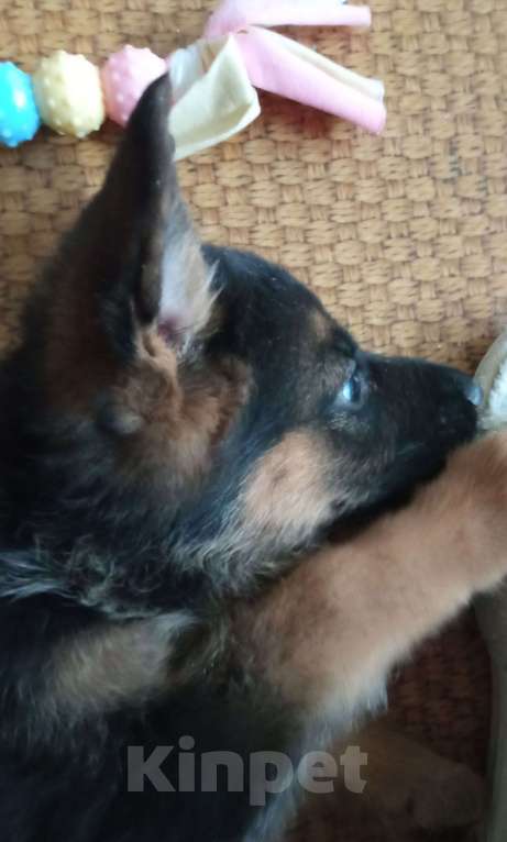 Собаки в Первоуральске: Продам щенка немецкой овчарки Девочка, 9 000 руб. - фото 2