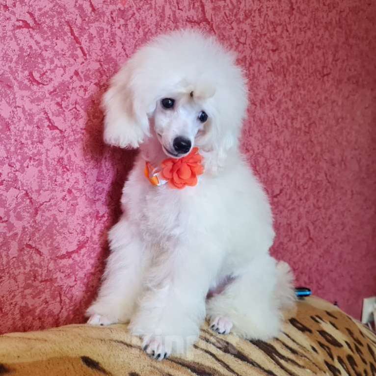 Собаки в Москве: Щенок той пуделя белая девочка Девочка, 100 000 руб. - фото 7