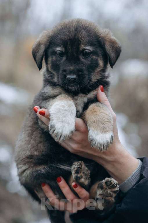 Собаки в Москве: Дин Мальчик, Бесплатно - фото 5