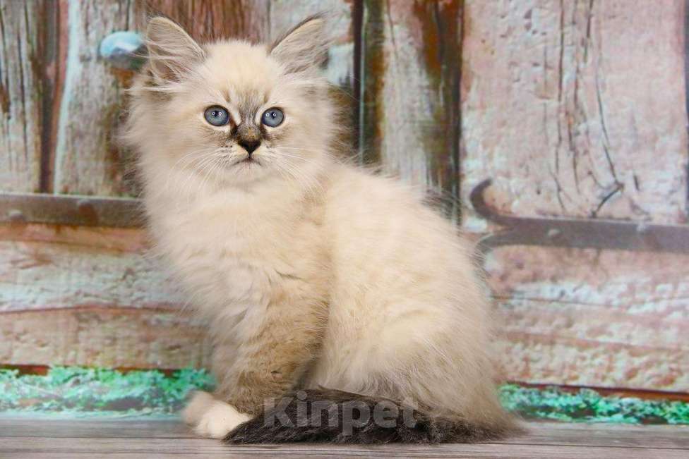 Кошки в Ливны: Невские маскарадные котята, 25 000 руб. - фото 1