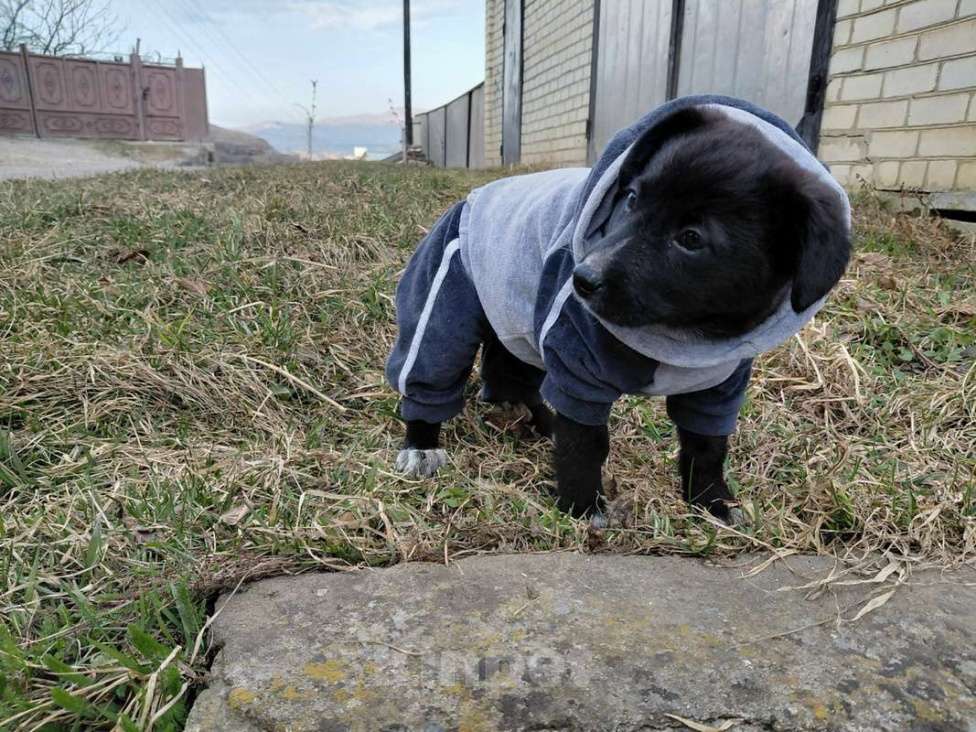 Собаки в Санкт-Петербурге: Маленький модный щенок Девочка, Бесплатно - фото 8