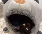 Кошки в Москве: Котик Черныш: маленький воин с большим сердцем Мальчик, Бесплатно - фото 1