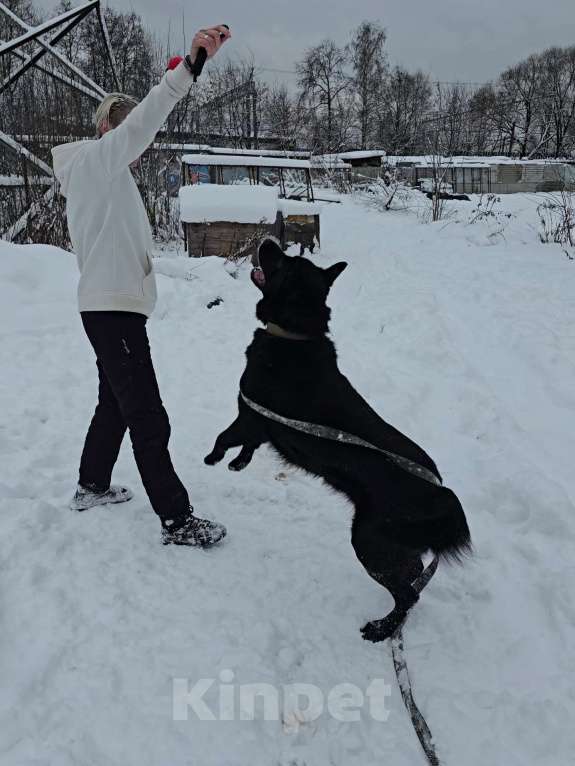 Собаки в Королеве: Обаятельный Чарли, метис лабрадора ищет дом Мальчик, Бесплатно - фото 10