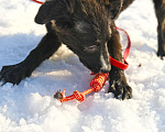Собаки в Чехове: Жизнерадостная Вита в добрые руки Девочка, Бесплатно - фото 2