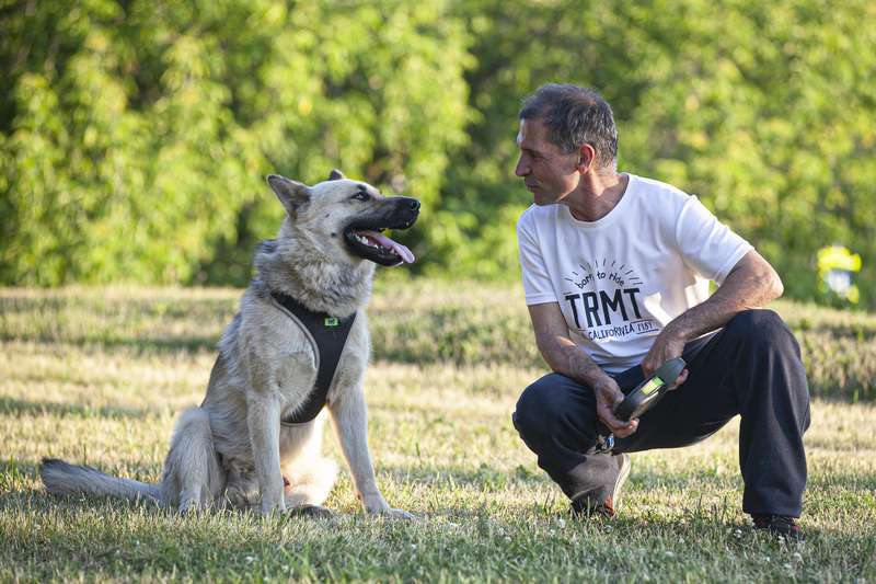 Собаки в Москве: Молодой метис акиты и восточно-европейской овчарки в добрые руки Мальчик, Бесплатно - фото 4