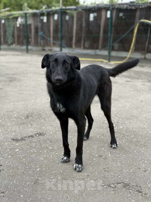 Собаки в Москве: Клякса Девочка, Бесплатно - фото 8
