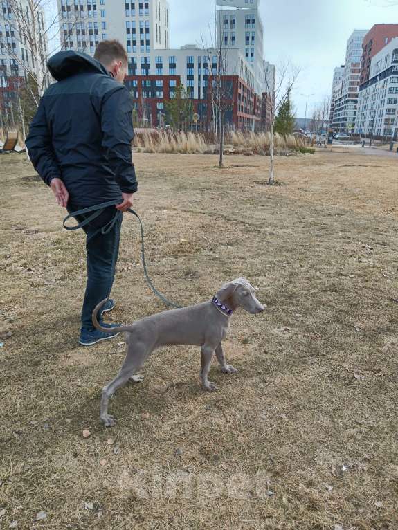Собаки в Екатеринбурге: Щенок веймаранера Девочка, 40 000 руб. - фото 1