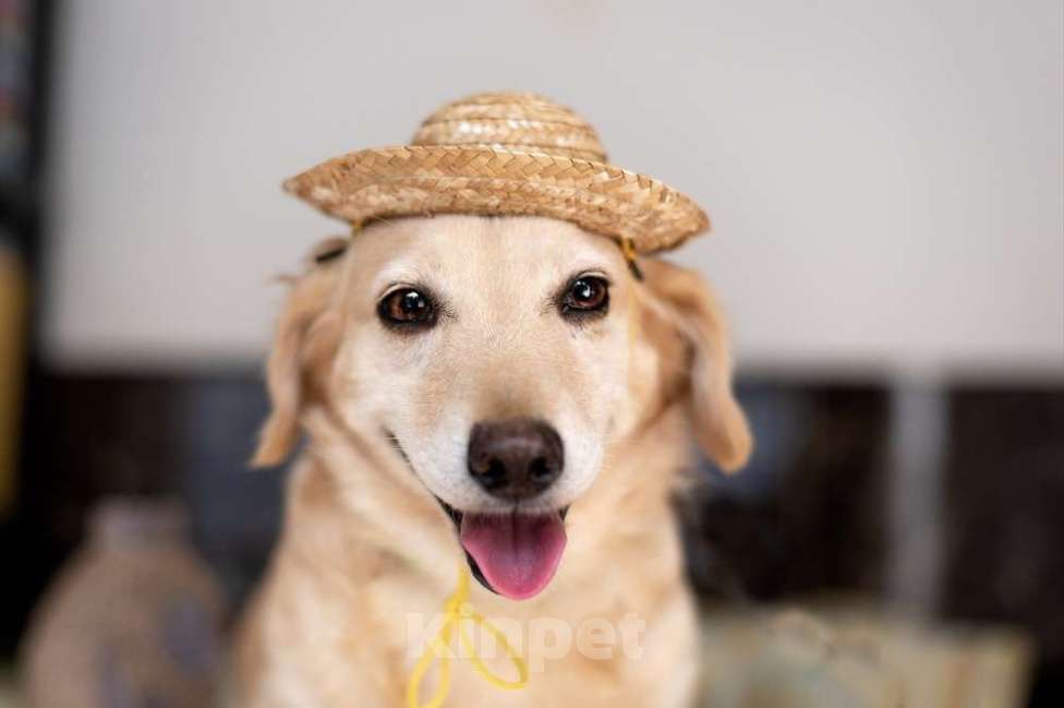 Собаки в Москве: Рыжий коротколапый маленький пёсик Лойд в добрые руки Мальчик, 1 руб. - фото 2