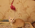 Кошки в Красногорске: Отдам котят рыжих Девочка, Бесплатно - фото 3