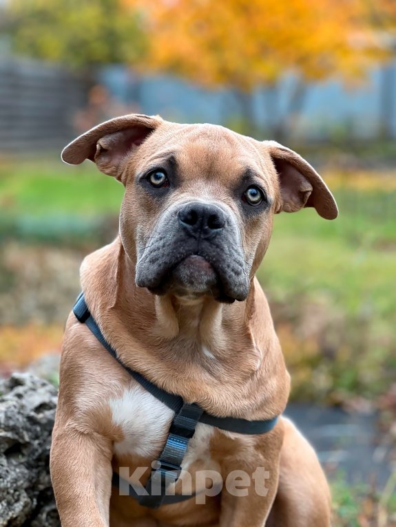 Собаки в Тольятти: Американский Булли (покет) Мальчик, 50 000 руб. - фото 5