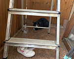 Кошки в Санкт-Петербурге: Котик Мальчик, Бесплатно - фото 1