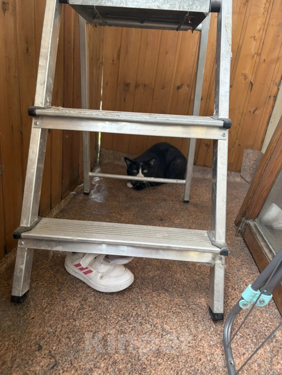 Кошки в Санкт-Петербурге: Котик Мальчик, Бесплатно - фото 1