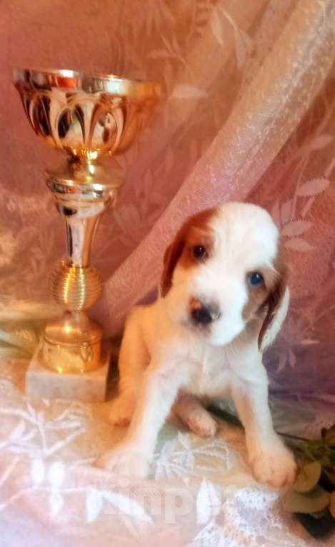 Собаки в Санкт-Петербурге: продается щенок русского охотничьего спаниеля Мальчик, 50 000 руб. - фото 3