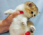 Кошки в Сарове: Шотландский вислоухий котенок Девочка, Бесплатно - фото 1