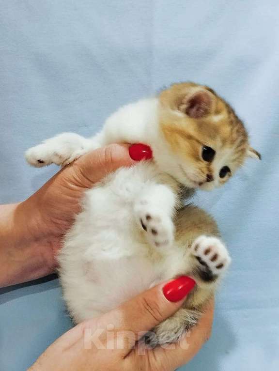 Кошки в Сарове: Шотландский вислоухий котенок Девочка, Бесплатно - фото 1