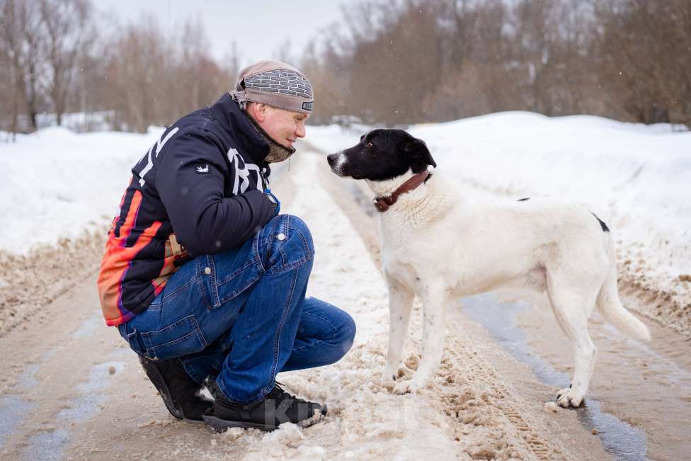 Собаки в Москве: Пёсель из приюта в поисках дома Мальчик, Бесплатно - фото 10
