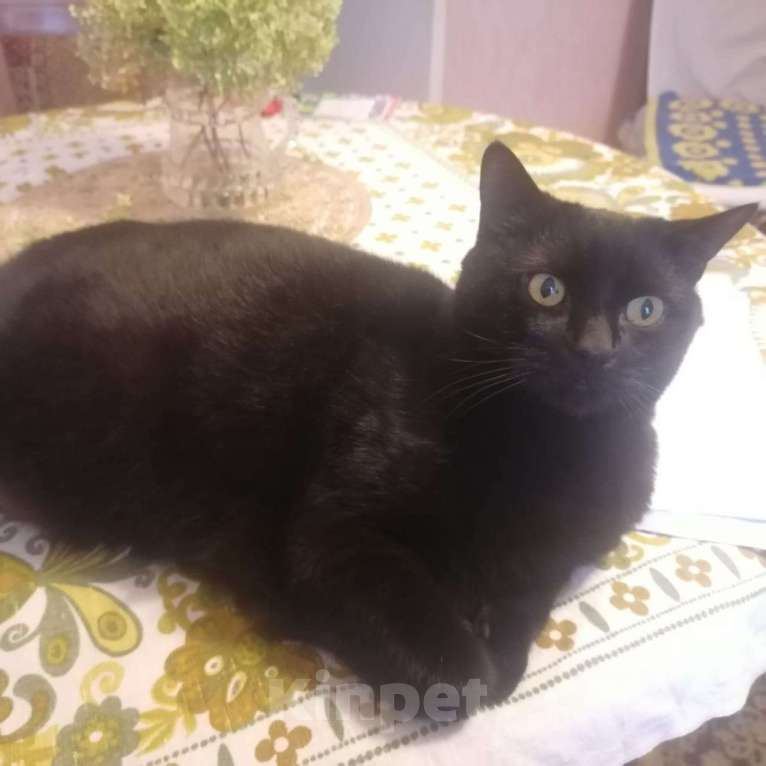 Кошки в Москве: Срочно нужно отдать в хорошие руки Мальчик, Бесплатно - фото 2