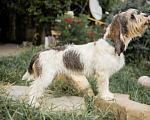 Собаки в Сочи: Большой вандейские бассет гриффон Девочка, 30 000 руб. - фото 1