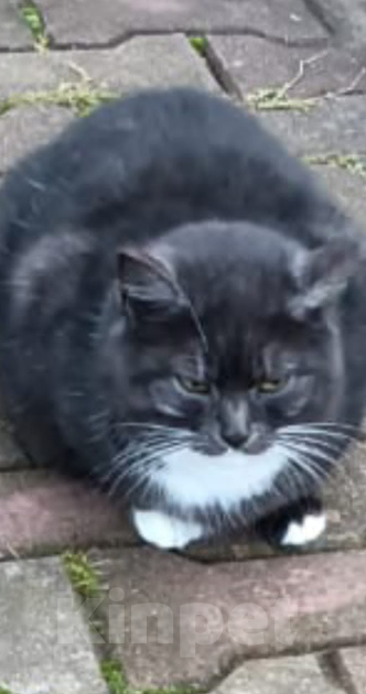 Кошки в Москве: Котомама  Алёнка  Девочка, Бесплатно - фото 5