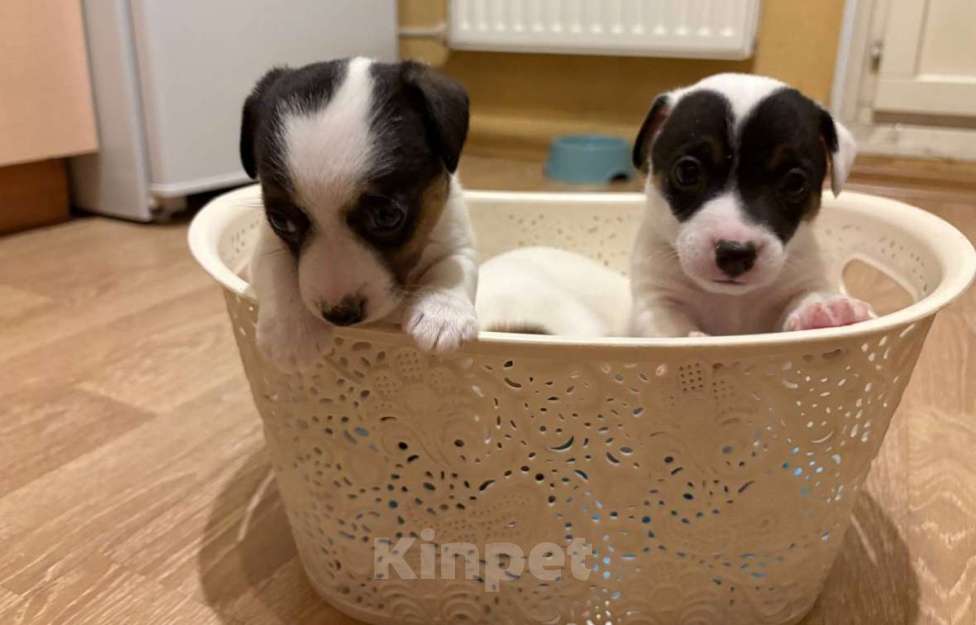 Собаки в Санкт-Петербурге: Щенки Джек Рассел терьер (девочки) Девочка, 25 000 руб. - фото 5