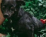 Собаки в Москве: Маленькая собачка Доли, вес 8 кг, ищет дом! Девочка, Бесплатно - фото 7
