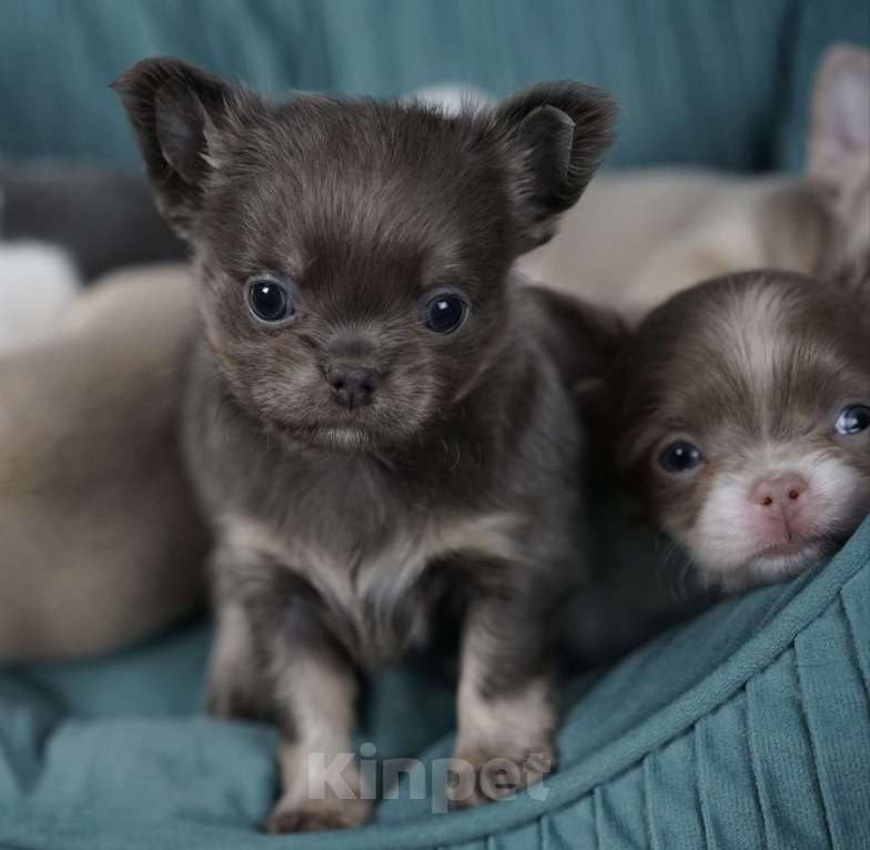 Собаки в Казани: Голубо-подпалый мальчик чихуахуа Мальчик, 50 000 руб. - фото 2