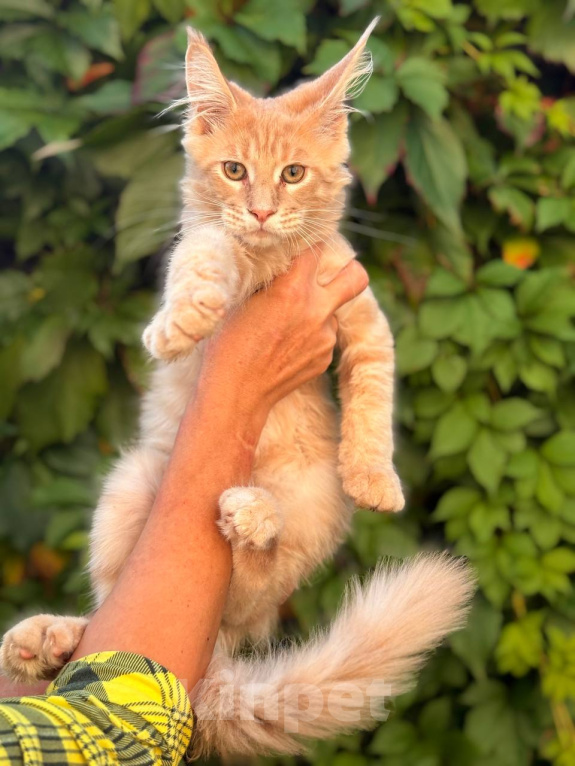 Кошки в Москве: Котята Мейн-кун Мальчик, 35 000 руб. - фото 1
