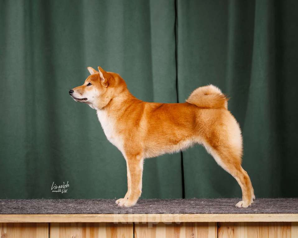 Собаки в Москве: Щенок подрощенный Сиба-ину девочка рыжая Девочка, Бесплатно - фото 1