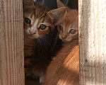 Кошки в Курске: Котята в добрые руки Разнополые, Бесплатно - фото 5
