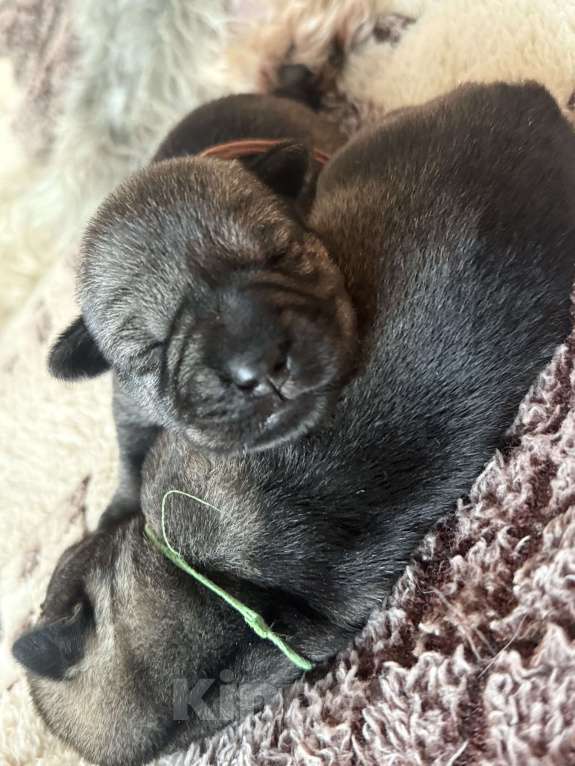 Собаки в Владимире: Мальчики Мальчик, 50 000 руб. - фото 1