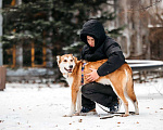 Собаки в Москве: Грациозный Вальс ищет дом Мальчик, Бесплатно - фото 7