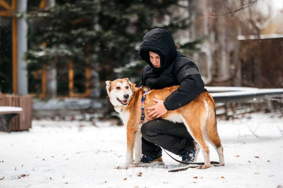 Собаки в Москве: Грациозный Вальс ищет дом Мальчик, Бесплатно - фото 7