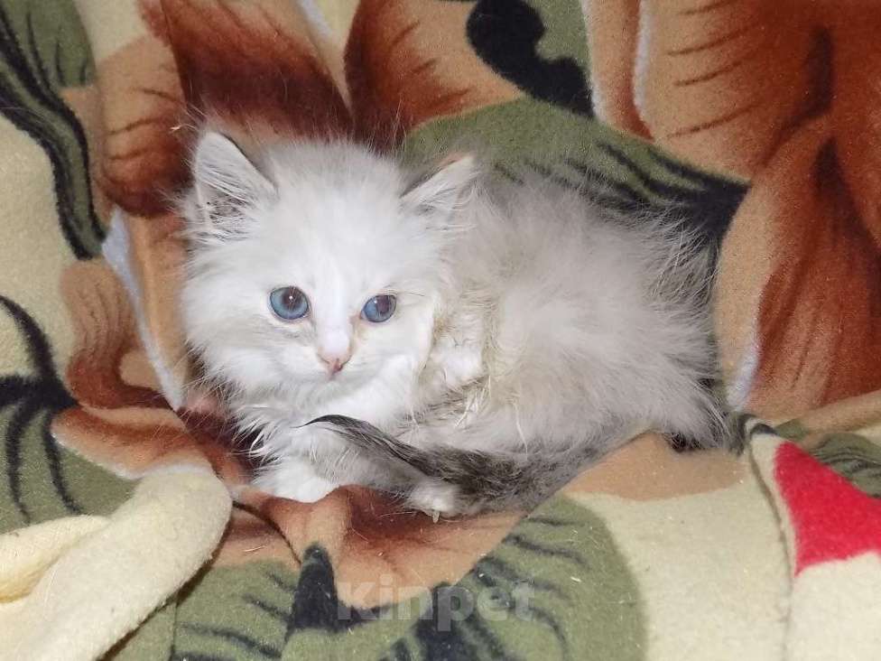 Кошки в Москве: Сладкие девочки рэгдолл Девочка, 30 000 руб. - фото 6