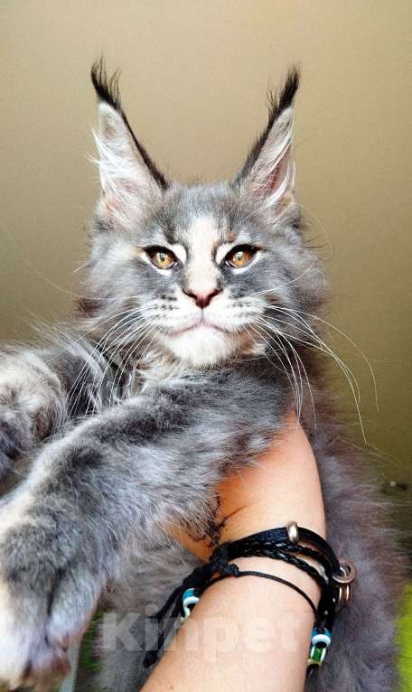 Кошки в Москве: Огромные Мейн куны  Мальчик, 65 000 руб. - фото 7
