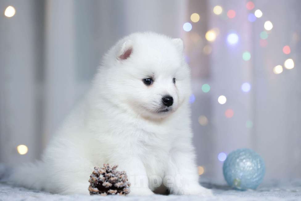 Собаки в Москве: Японский шпиц щенки РКФ  Мальчик, 50 000 руб. - фото 6