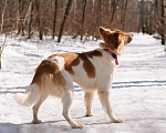 Собаки в Москве: Ищет дом рыже-беленькая красотка и умняша - Цири! Девочка, Бесплатно - фото 10