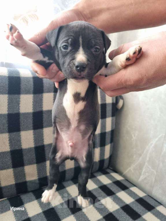 Собаки в Самаре: В продаже изысканные щенки американского стаффордширского терьера! Разнополые, 15 000 руб. - фото 2