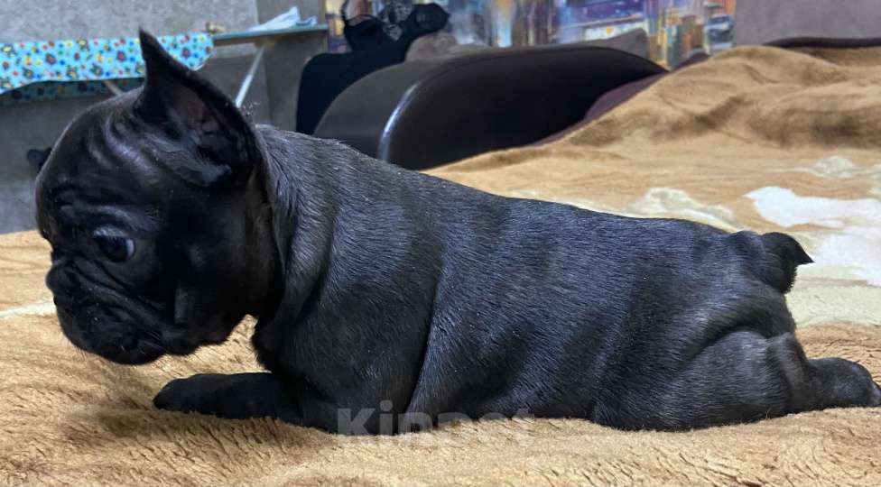 Собаки в Стерлитамаке: Французский бульдог  Девочка, Бесплатно - фото 4
