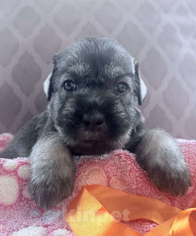 Собаки в Владимире: Девочки  Девочка, Бесплатно - фото 6