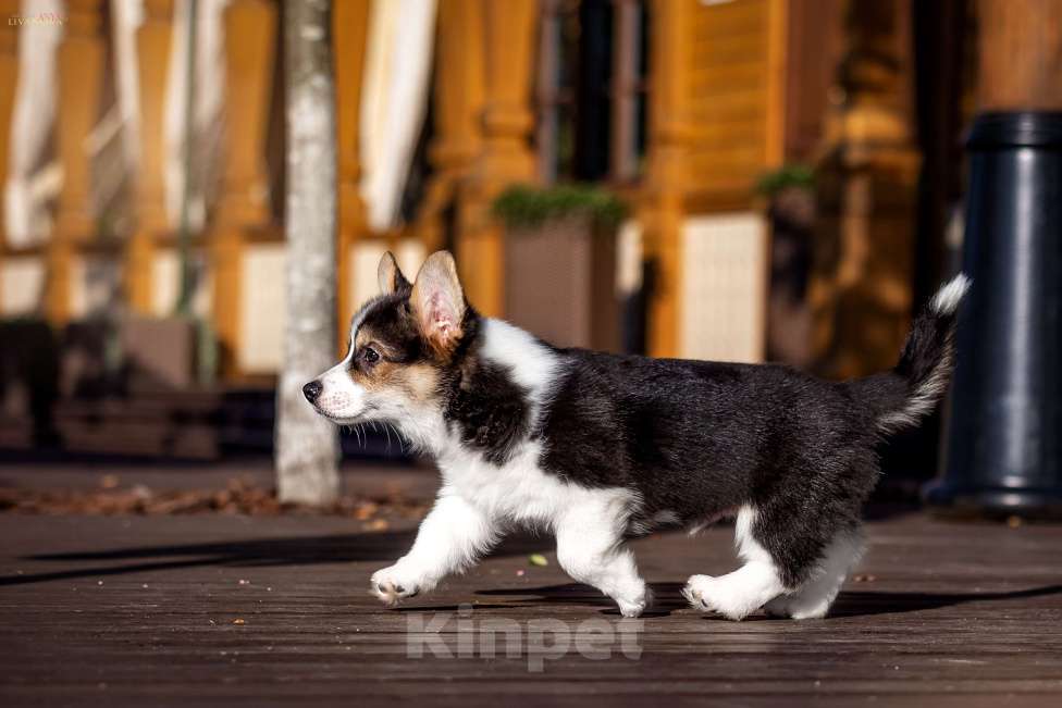 Собаки в Рыбинске: Продаю щенка вельш корги пемброк Мальчик, Бесплатно - фото 6