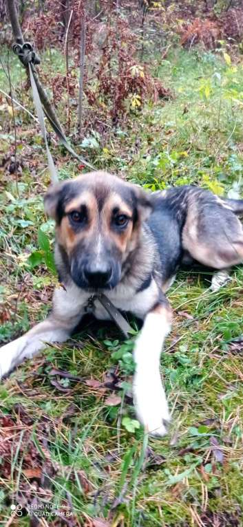 Собаки в Москве: Молодой пес Форест ищет семью. Мальчик, Бесплатно - фото 8