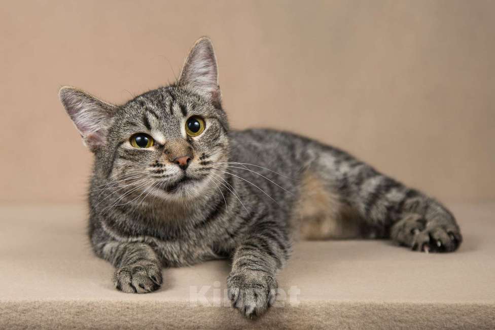 Кошки в Москве: Бетти - «дракон Ли».  Добрейшая полосатая кошечка в добрые руки. Девочка, Бесплатно - фото 1