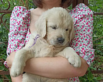 Собаки в Краснодаре: Золотистый ретривер щенок  Мальчик, 50 000 руб. - фото 5